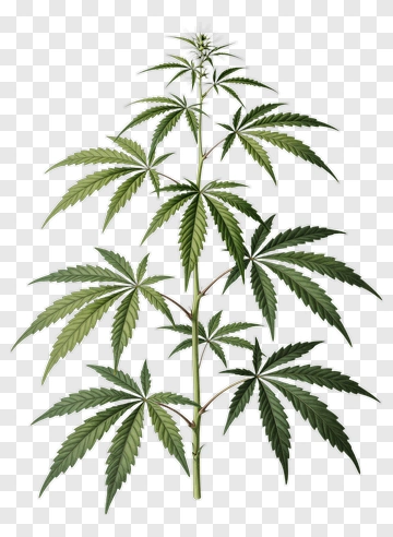 Green Cannabis Plant PNG