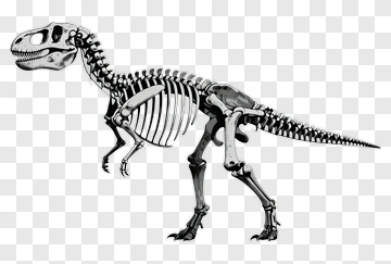 Tyrannosaurus Rex Skeleton PNG