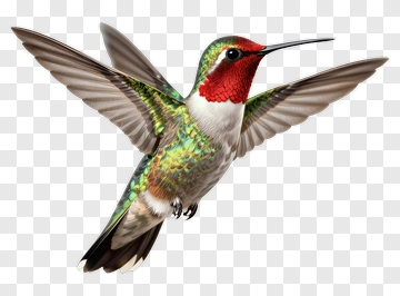 Hummingbird In Flight PNG