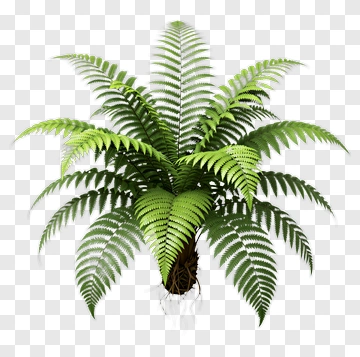 Fern Plant PNG