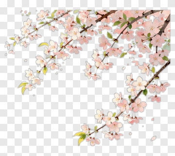 Cherry Blossom Branch With Pink Flowers PNG
