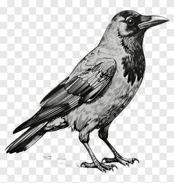 Detailed Illustration Of A Bird PNG