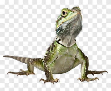 Green Lizard PNG