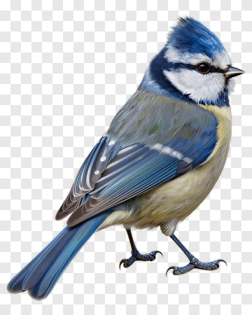 Blue Tit Bird PNG