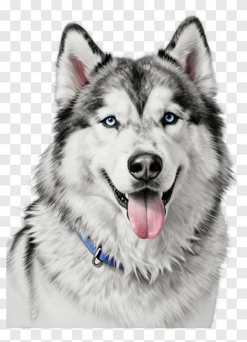 Siberian Husky With Blue Eyes PNG