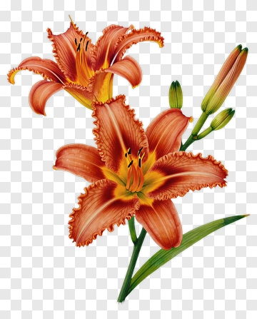 Orange Lily Flower PNG