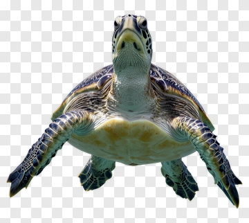 Sea Turtle Swimming Underwater PNG
