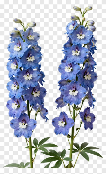 Blue Delphinium Flowers PNG