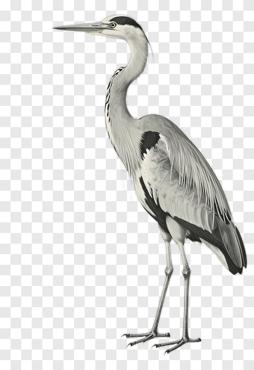 Gray Heron Standing PNG