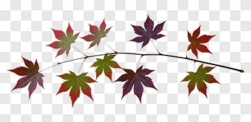 Colorful Maple Leaves On A Branch PNG