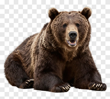 Brown Bear Sitting PNG