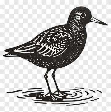 Bird Standing In Water PNG