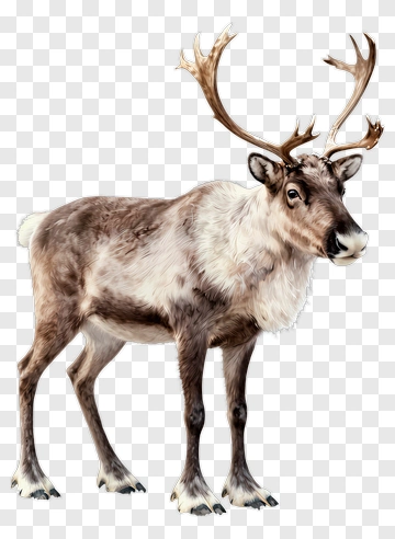 Reindeer With Antlers PNG