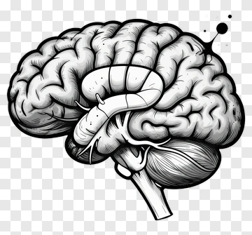 Illustration Of A Brain With A Caterpillar PNG
