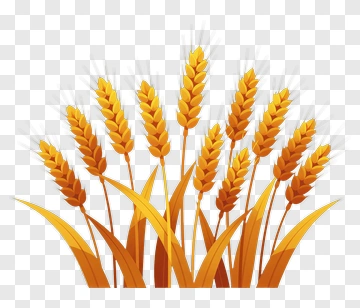 Wheat Plants In A Field PNG