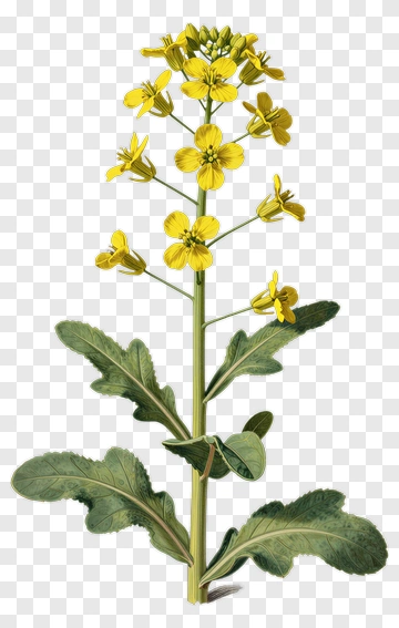 Yellow Flower With Green Leaves PNG