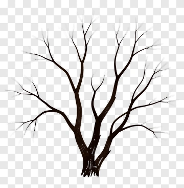 Bare Tree Branches PNG