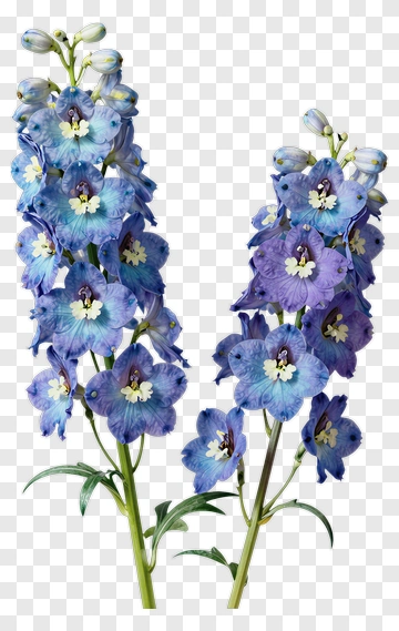 Blue Delphinium Flowers PNG