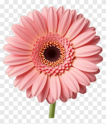 Pink Gerbera Daisy Flower PNG