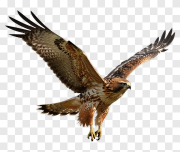Hawk In Flight PNG
