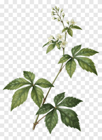 Detailed Botanical Illustration Of Virginia Creeper PNG