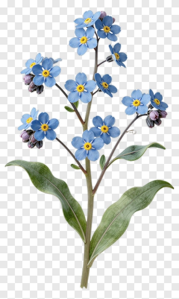 Blue Forget-Me-Not Flower PNG