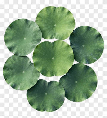 Green Lotus Leaves Arrangement PNG