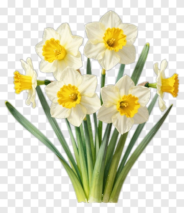Flower Bouquet Of Daffodils PNG
