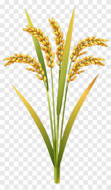 Golden Rice Plant PNG