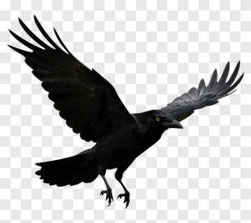 Black Crow In Flight PNG