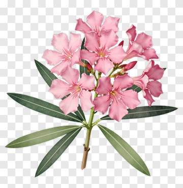Pink Oleander Flower Bouquet PNG