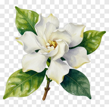 White Magnolia Flower With Green Leaves PNG