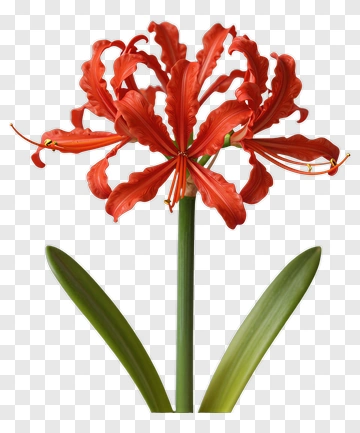 Colorful Red Flower With Green Leaves PNG
