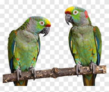 Colorful Parrots Sitting On A Branch PNG