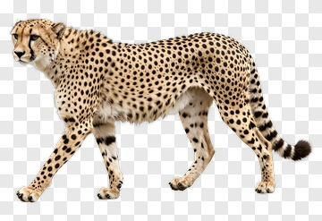 Cheetah Walking PNG