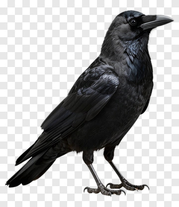 Realistic Black Raven PNG