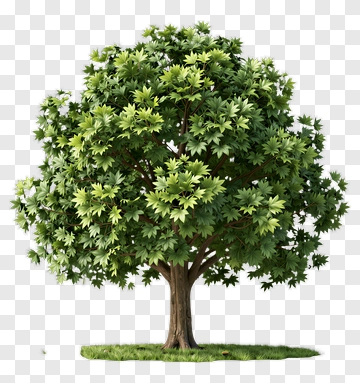 Green Tree With Lush Foliage PNG