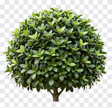 Green Tree PNG