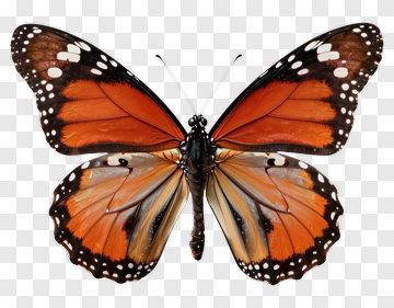 Butterfly With Orange And Black Wings PNG