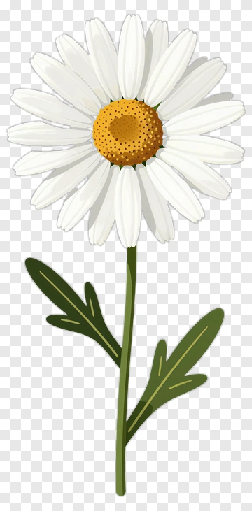 Daisy Flower PNG