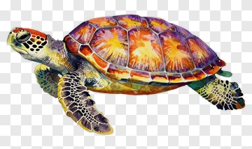 Colorful Sea Turtle PNG