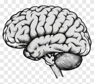 Illustration Of A Human Brain PNG