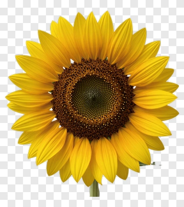 Sunflower PNG