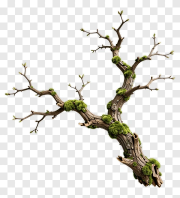 Tree Branch With Moss PNG