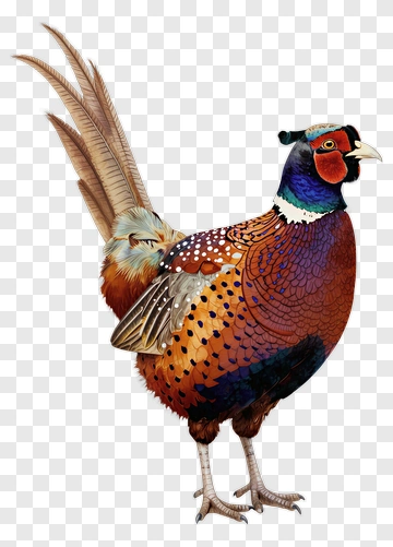 Colorful Pheasant With Long Feathers PNG