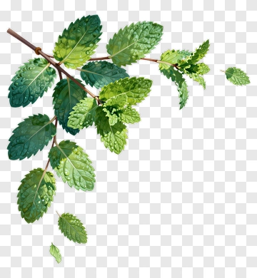 Mint Leaves Branch PNG