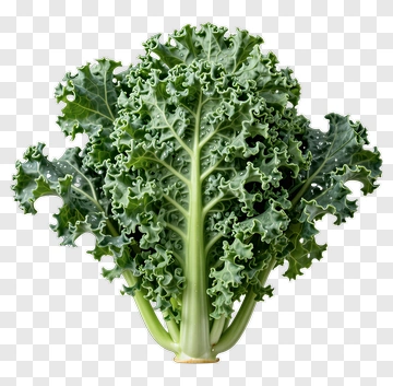 Fresh Kale PNG
