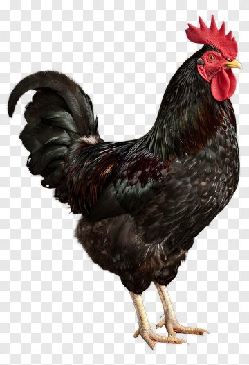 Realistic Black Rooster PNG