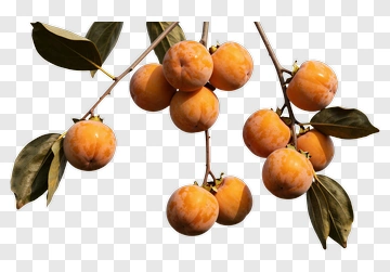 Persimmon Fruit Bunch PNG