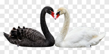 Black And White Swans Forming A Heart Shape PNG